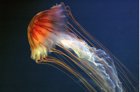 <p>Phylum Cnidaria, Class Scyphozoa</p>