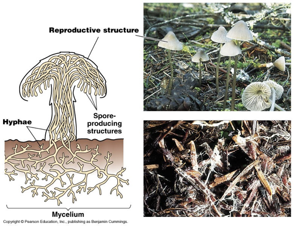 <p>Fungi are filamentous structures.</p><p>Composed of filaments called HYPHAE (elongated cells with nuclei that form a branching filamentous structure)</p><p>Many hyphae are divided into individual cells by cell walls called SEPTA.  </p><p></p>