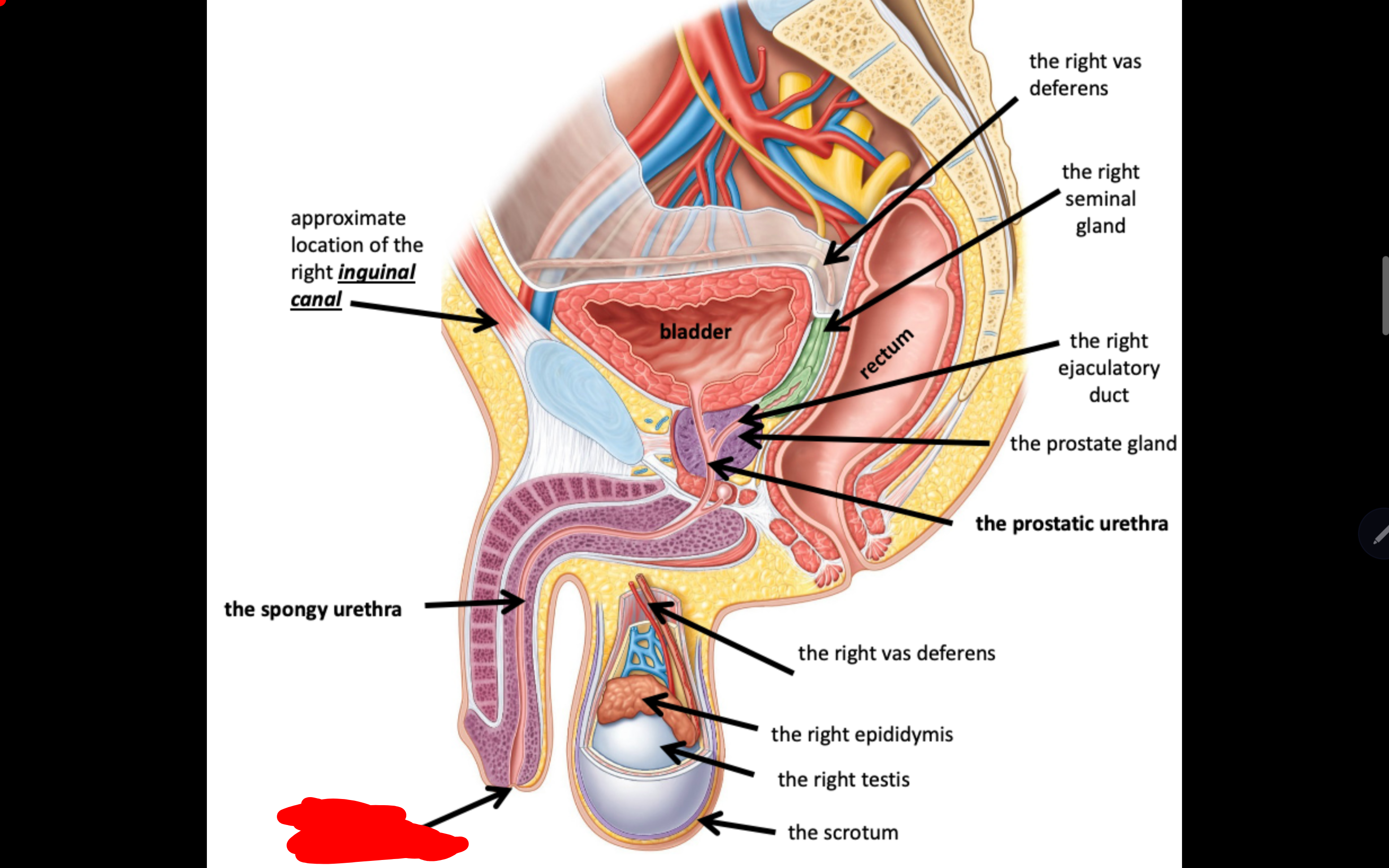 <p>Name the structure in red</p>