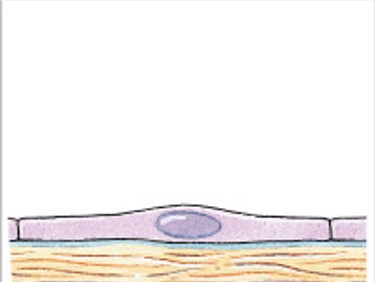 <p>Which classes of epithelium is:</p><ul><li><p>Single layer.</p></li><li><p>Flattened (diffusion, filtration).</p></li><li><p><em>Cap. walls, air sacs, linings of body cavities</em>.</p></li></ul><p></p>