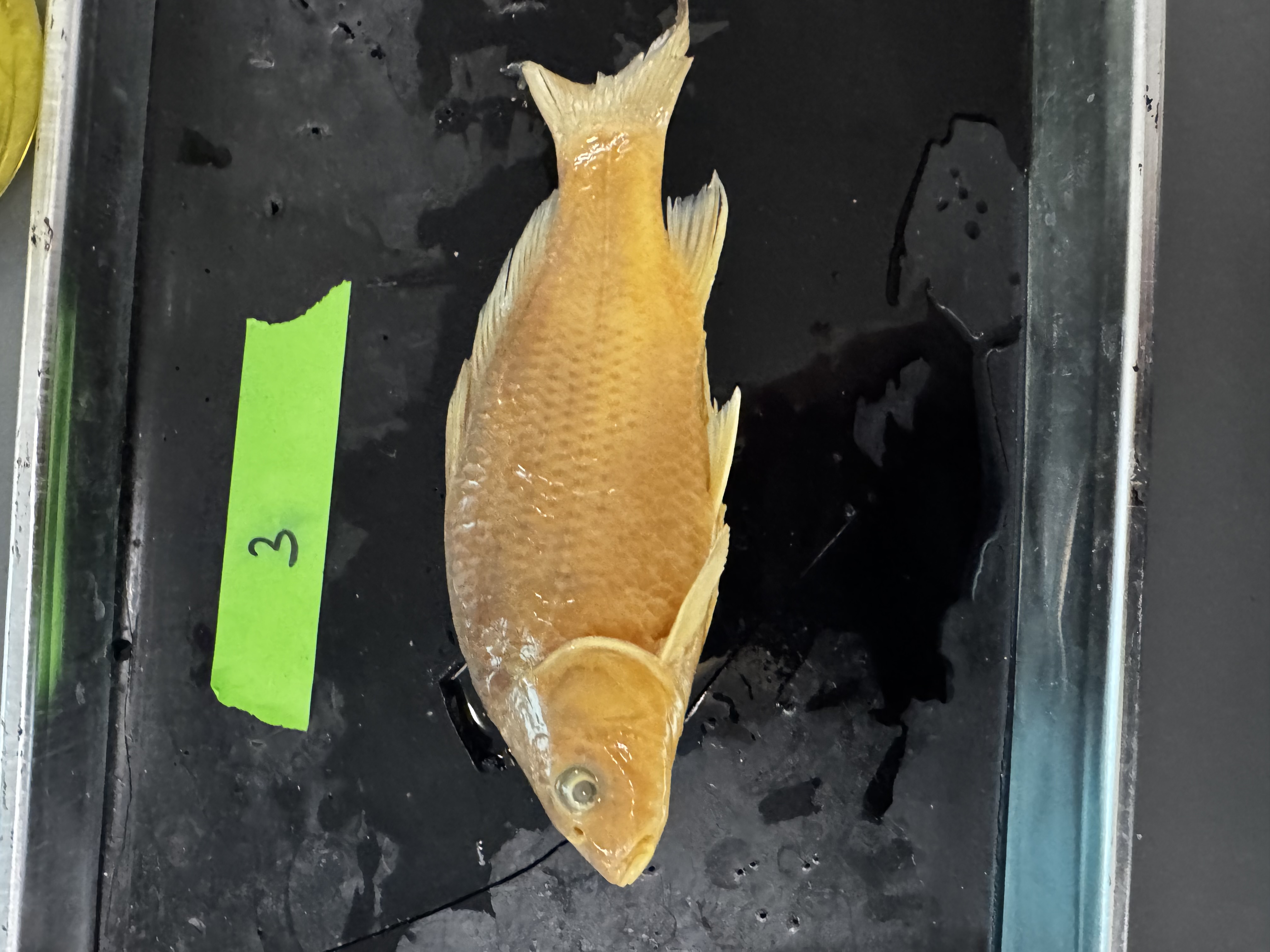 <p>Family:</p><p>Species:</p><p>Scientific:</p>