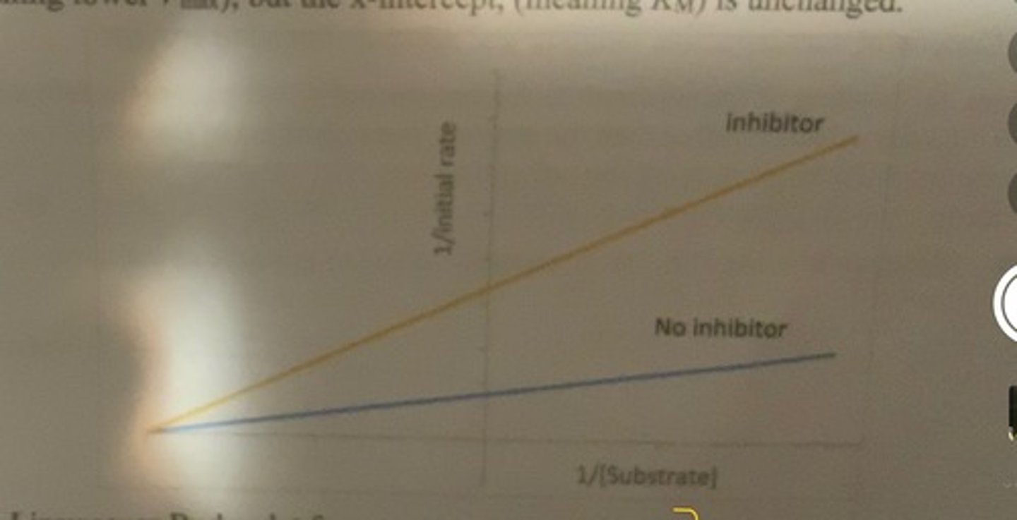 <p>-y intercept is higher (lower Vmax) but x-intercept (meaning Km) is unchanged</p>