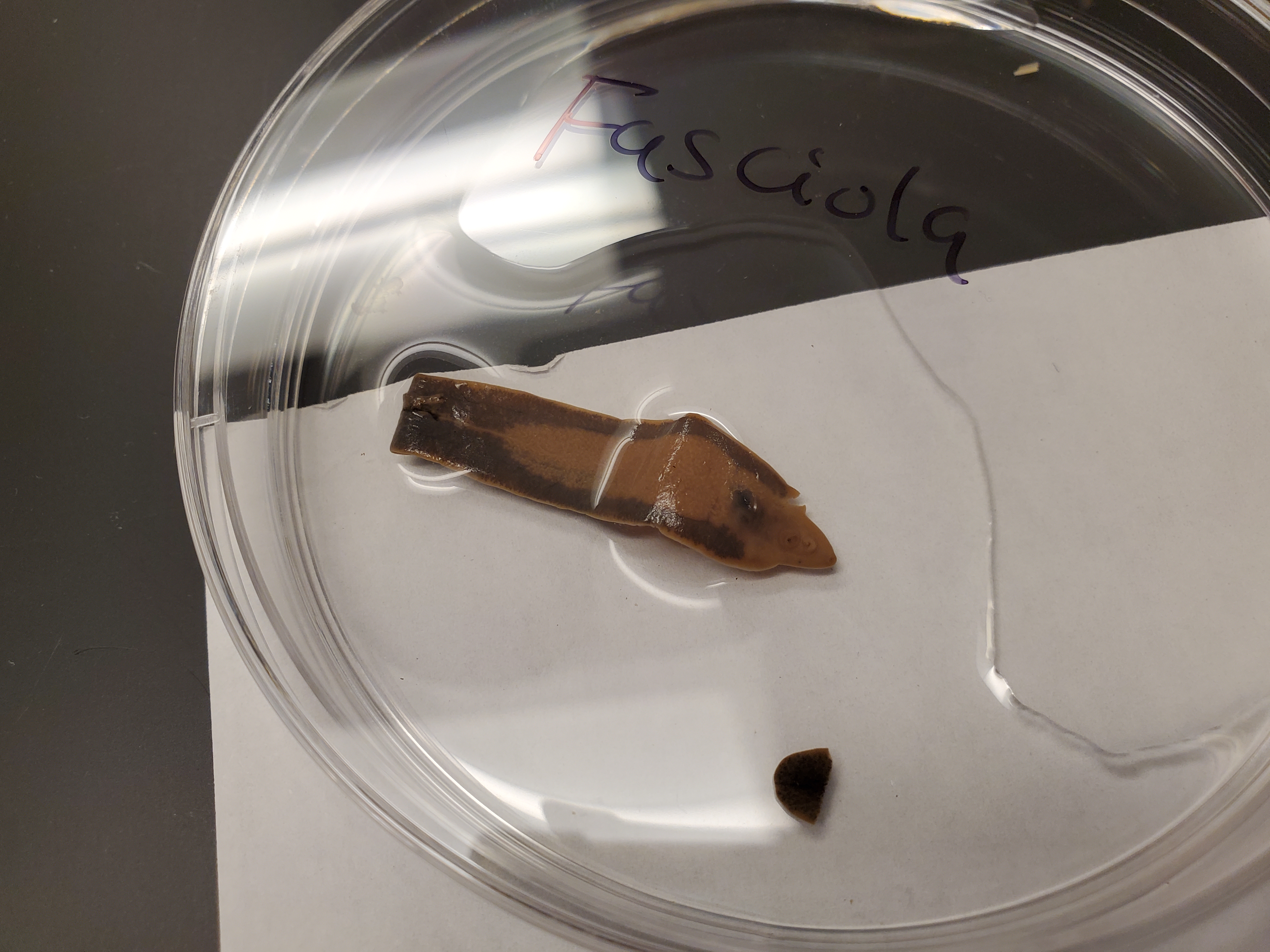 <p>Fasciola</p>