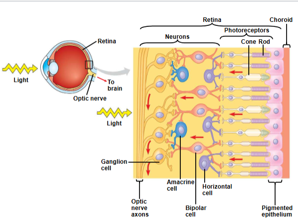 <p><span><span>Other types of neurons that contribute to information processing in the retina</span></span></p>
