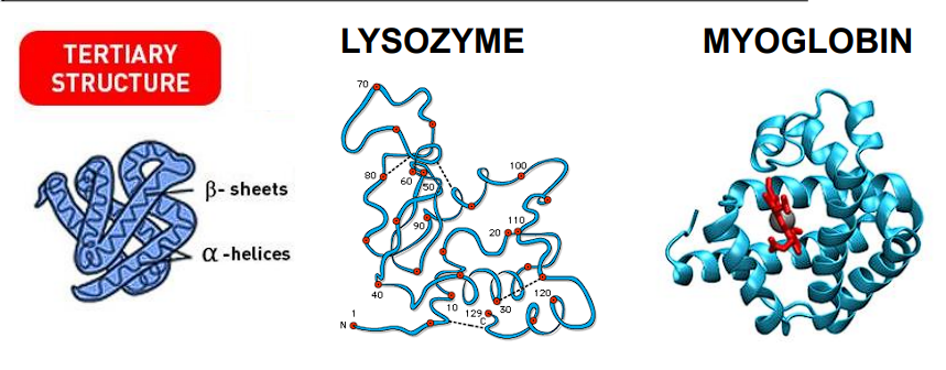 <p>Lysozyme</p><p>Myoglobin</p>