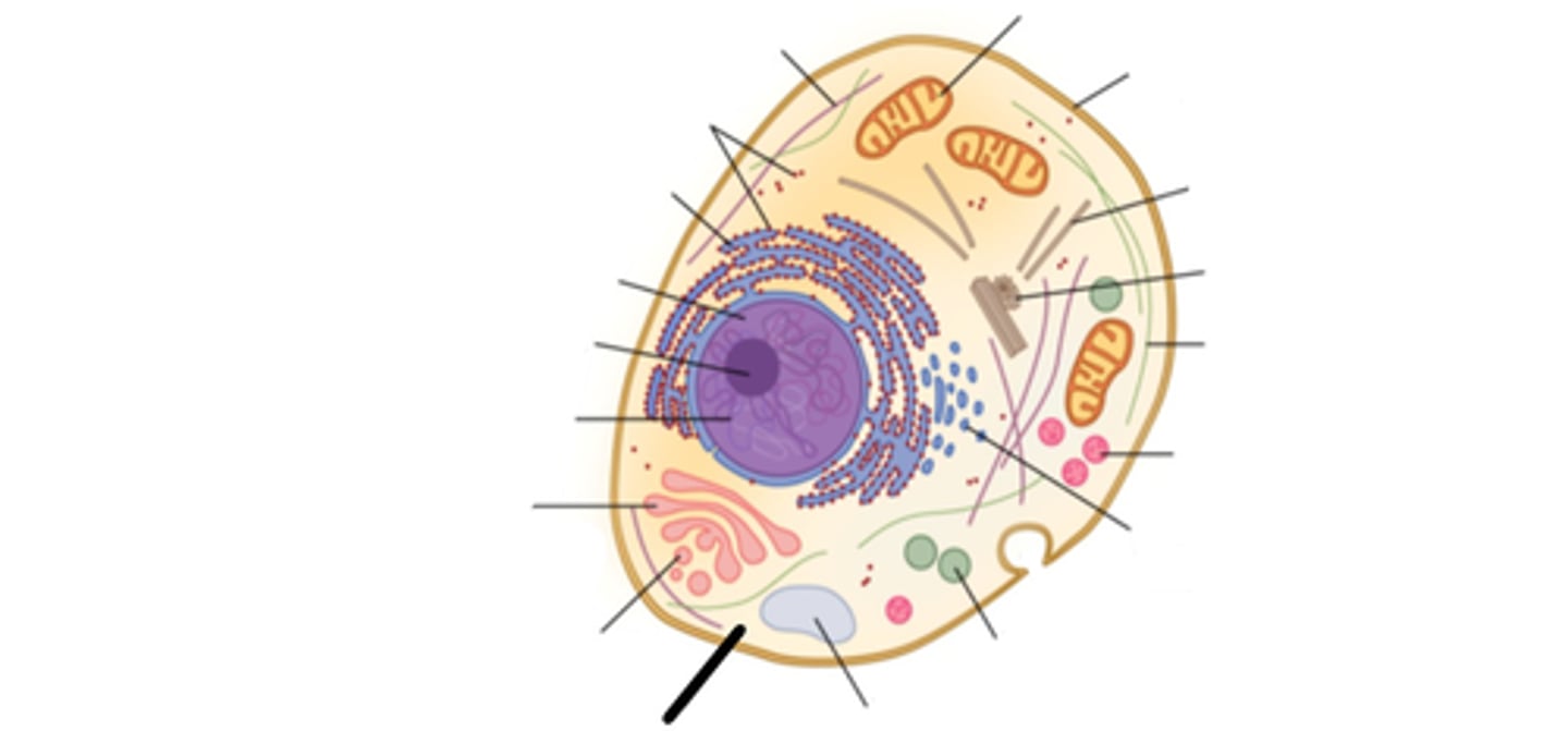 <p>This is the fluid that surrounds all organelles in the cytoplasm of the cell.</p>
