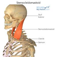<p>O: manubrium of sternal end of clavicle</p><p>I: mastoid process (temporal bone)<br>A: rotation and lateral flexion of head/ flexion of head</p>