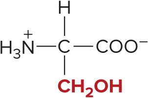 <p>Serine</p>