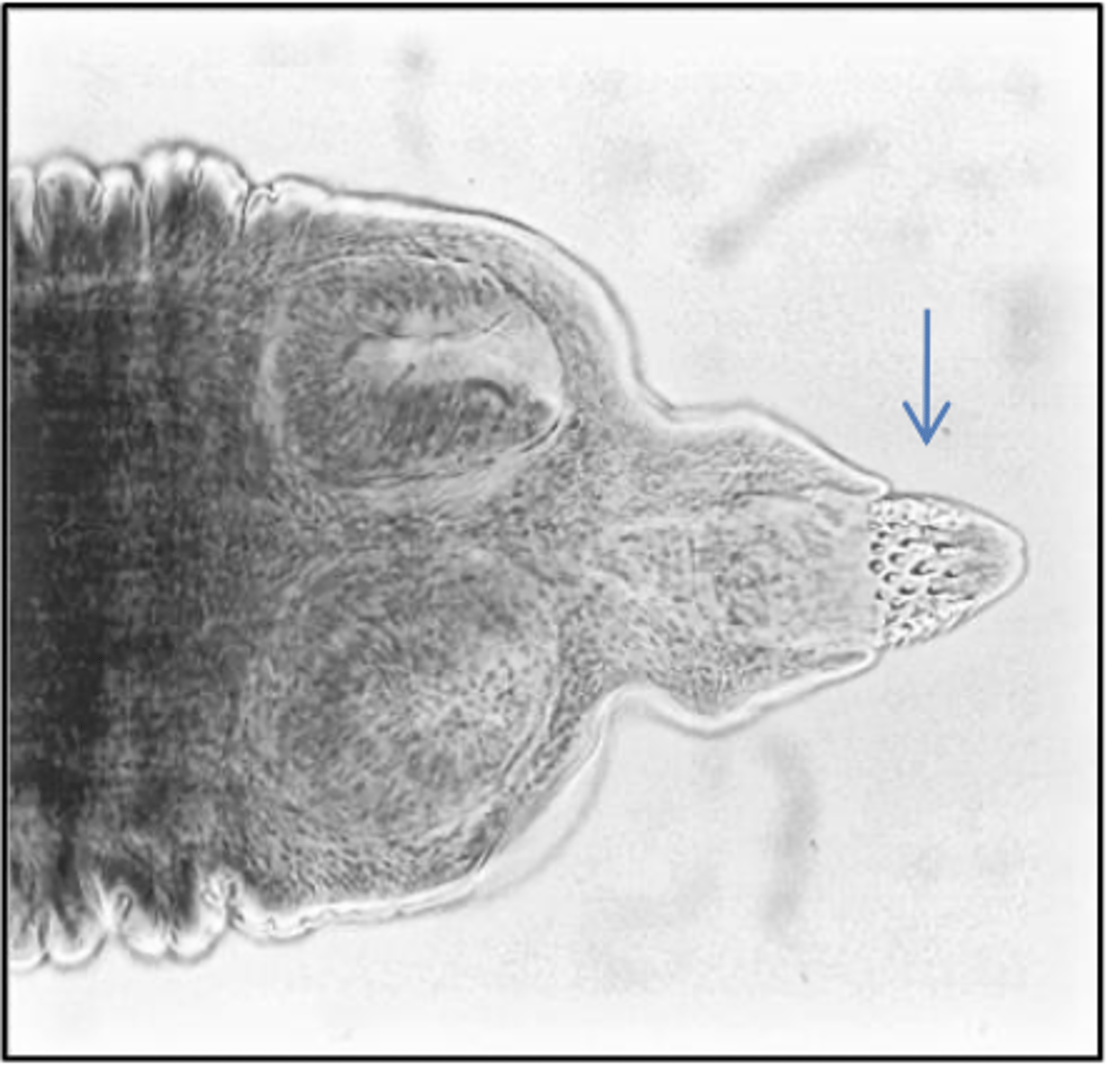 <p>Found in a dog infested with mites. What parasite species is this?</p>