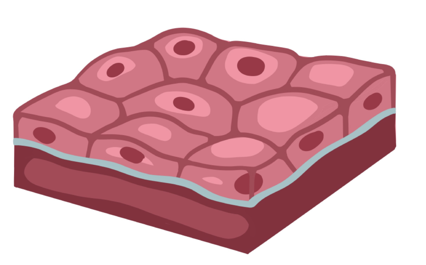 <p>consists of epithelial tissue and is avascular</p>