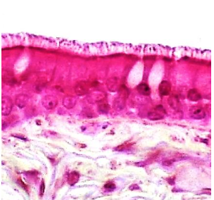<p>Identify this epithelial tissue, where it is found, and its function.</p>