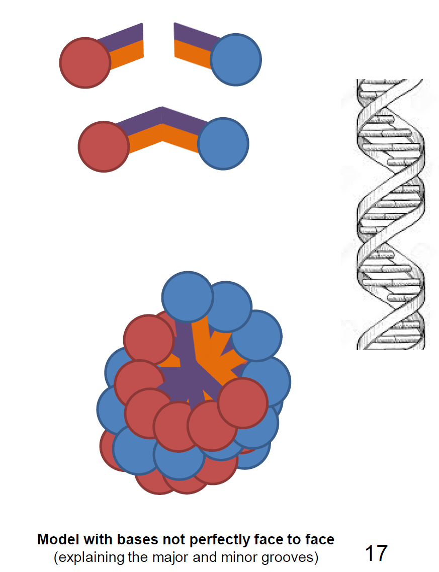 <p>Les bases ne sont pas totalement en face, par conséquent les liaisons ne sont pas parallèles dans le DNA, ce qui lui donne sa forme si particulière.</p>