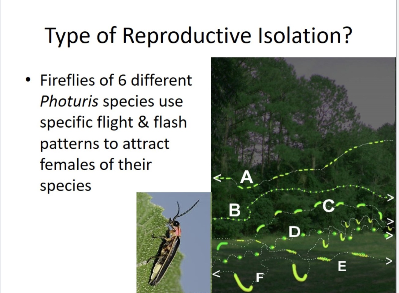 <p>What type of reproductive isolation is this? </p>