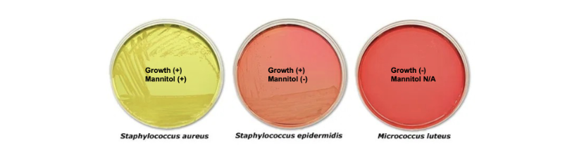 <p>used as a selective media for the isolation of pathogenic Staphylococci.</p>