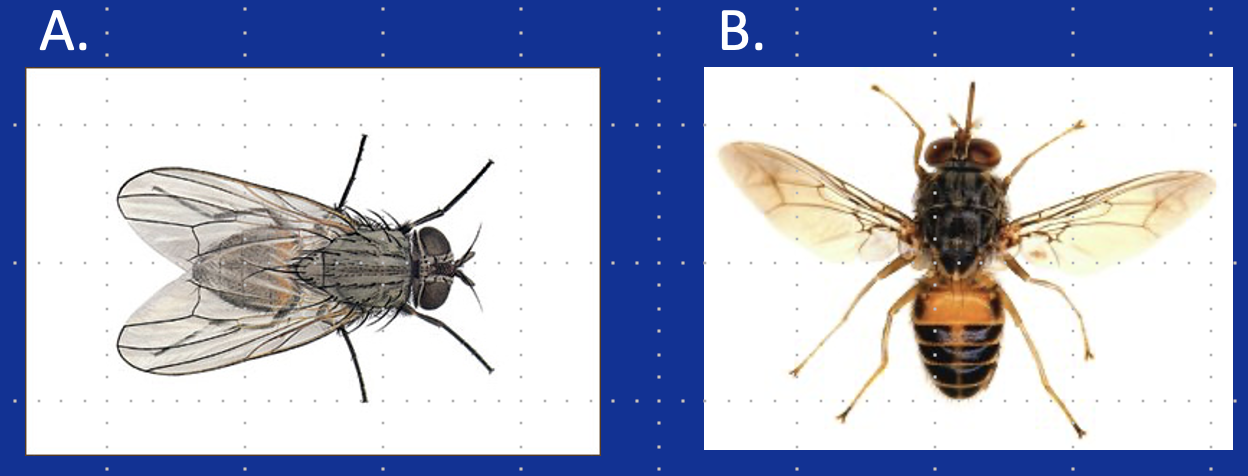 <p>Which fly is a Tsetse fly?</p>
