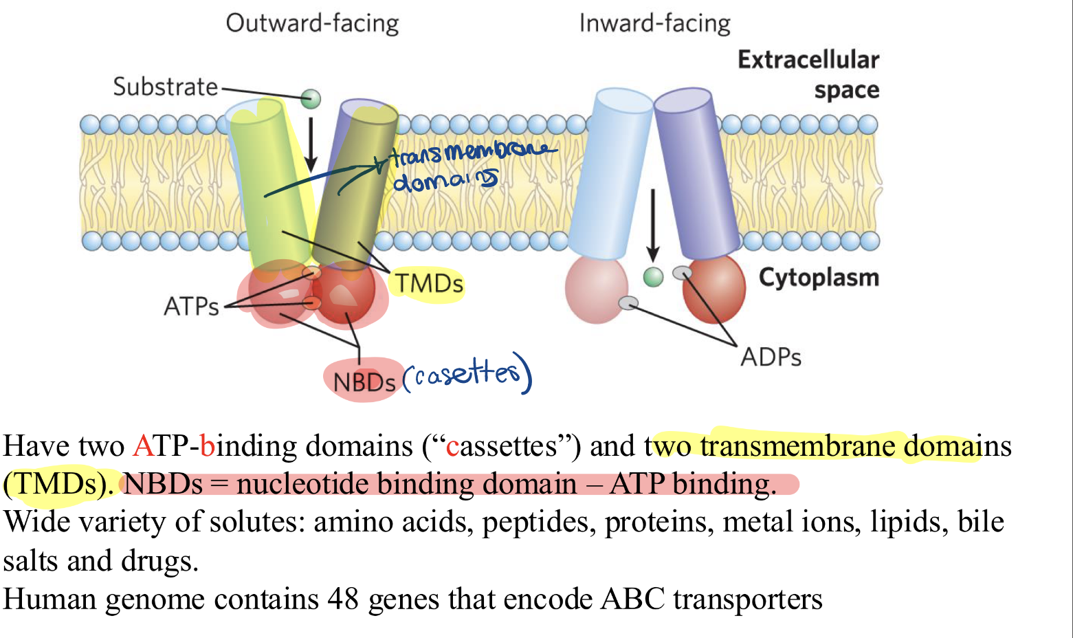 <p>= ABC transporters, family of ATP-driven transporters that pump substrates across a membrane against a concentration gradient</p><ul><li><p>have 2 TMDs (transmembrane domains)</p></li><li><p>have 2 NBDs (nucleotide binding domains—> the cassettes)</p></li></ul><p></p>