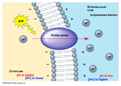 *Pumps* are proteins that actively transport other molecules using ATP as an energy source. 

For example, the proton pump is used in photosynthesis and respiration.