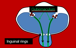 <p><span>–How do the testicles get outside of the body?</span></p>