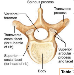<p>12 total, they all have ribs attached and increase in size as you go down.</p><p>Their body is roughly heart shaped and bear facets for ribs (commonly called demi-facets).</p><p>The vertebral foramen is circular, spinous process is long and points down, transverse processes have facets for articulation with tubercles of ribs.</p>