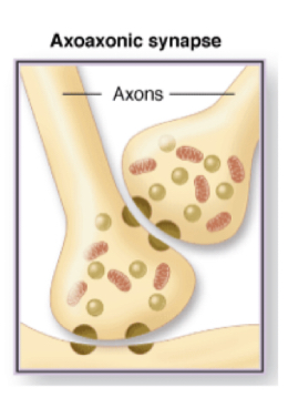 axon to axon