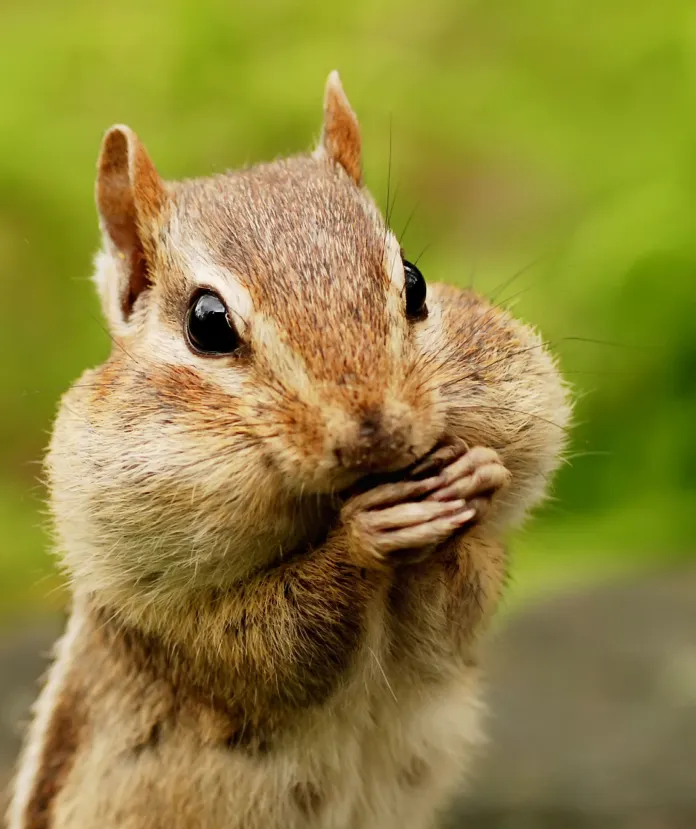 <p>squirrels, chipmunks, prairie dogs </p>