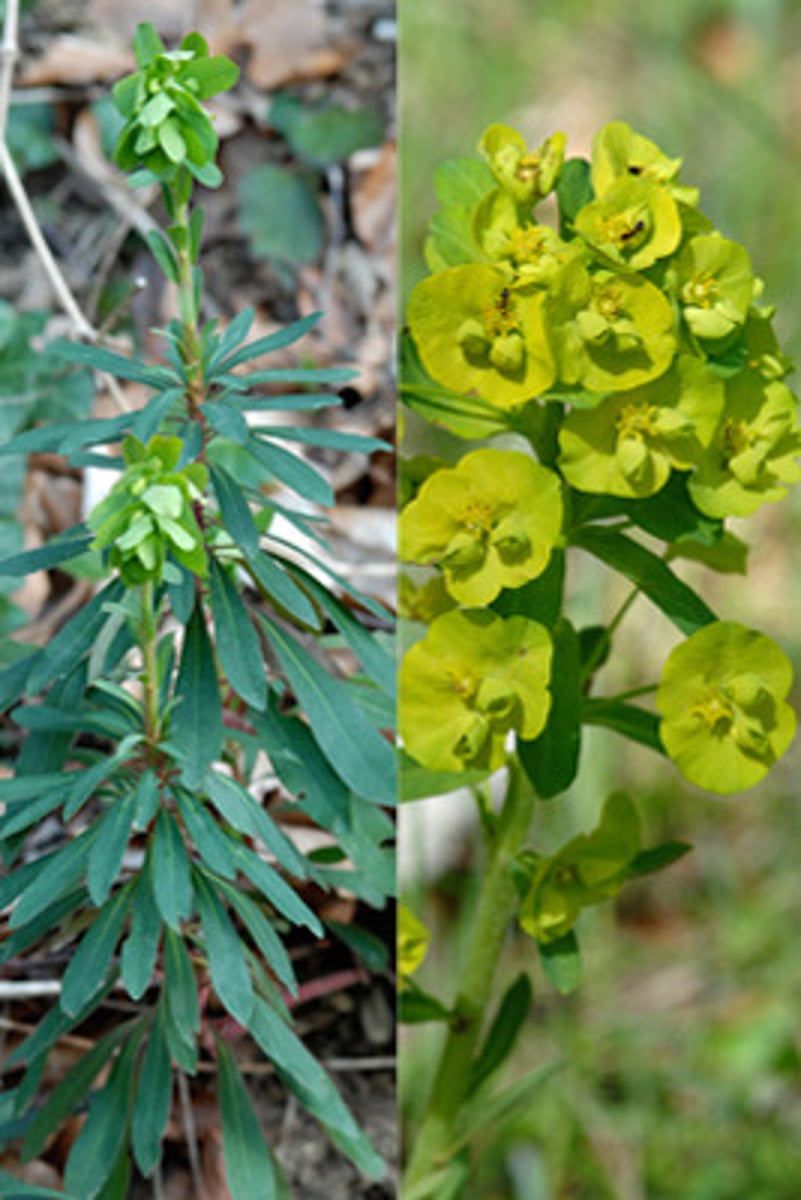<p>🌿 Bractées jaune-vert entourant les petites fleurs.</p><p>🌿 Latex blanc irritant.</p>