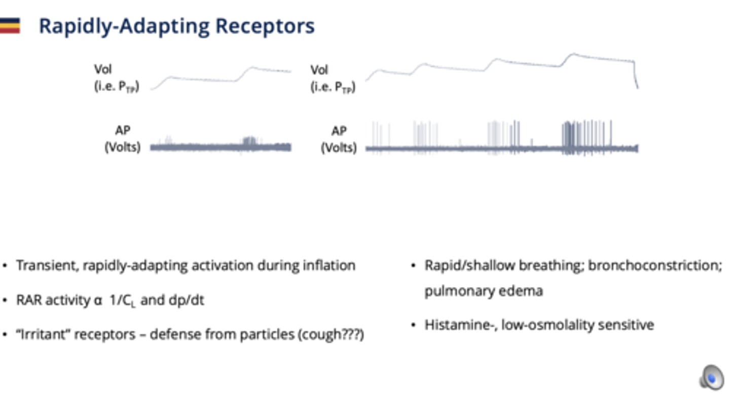 <p>Respond to inflation changes.</p><p>- Myelinated</p><p>- Located in airway epithelium</p><p>- monitor 1/compliance and rate of change of transpulmonary pressure</p><p>- respond to: Mechanical stimuli (stretch, pressure), Chemical irritants, histamine, low osmolality, cold air.</p><p>- transient activation during inflation</p><p>**important in cough reflex**</p>