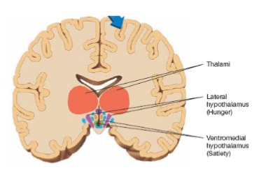 <p>lesions stops eating or drinking, while electrical stimulation causes voracious eating and drinking </p>