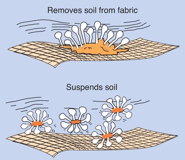 <p><span style="font-family: &quot;Times New Roman&quot;, serif">Soap or detergent molecules include an organic “tail” that has an affinity for organic soils, and a polar “head” that has an affinity for the solvent.</span></p>