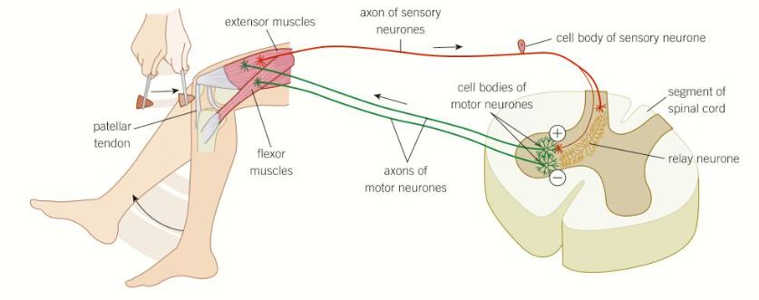<ul><li><p>The knee-jerk reflex is a <strong>spinal</strong> reflex often used by doctors to check that the nervous system is <strong>functioning </strong>properly</p></li><li><p>When the leg is tapped just below the kneecap, an <strong>impulse </strong>is generated that travels to the <strong>spinal cord</strong>, simultaneously triggering the <strong>extensor </strong>muscle to <strong>contract </strong>and the <strong>flexor </strong>muscle to <strong>relax</strong>- this makes the leg kick quickly and involuntarily</p></li><li><p>This reflex is used by our bodies to maintain <strong>posture and balance</strong></p></li></ul><p></p>