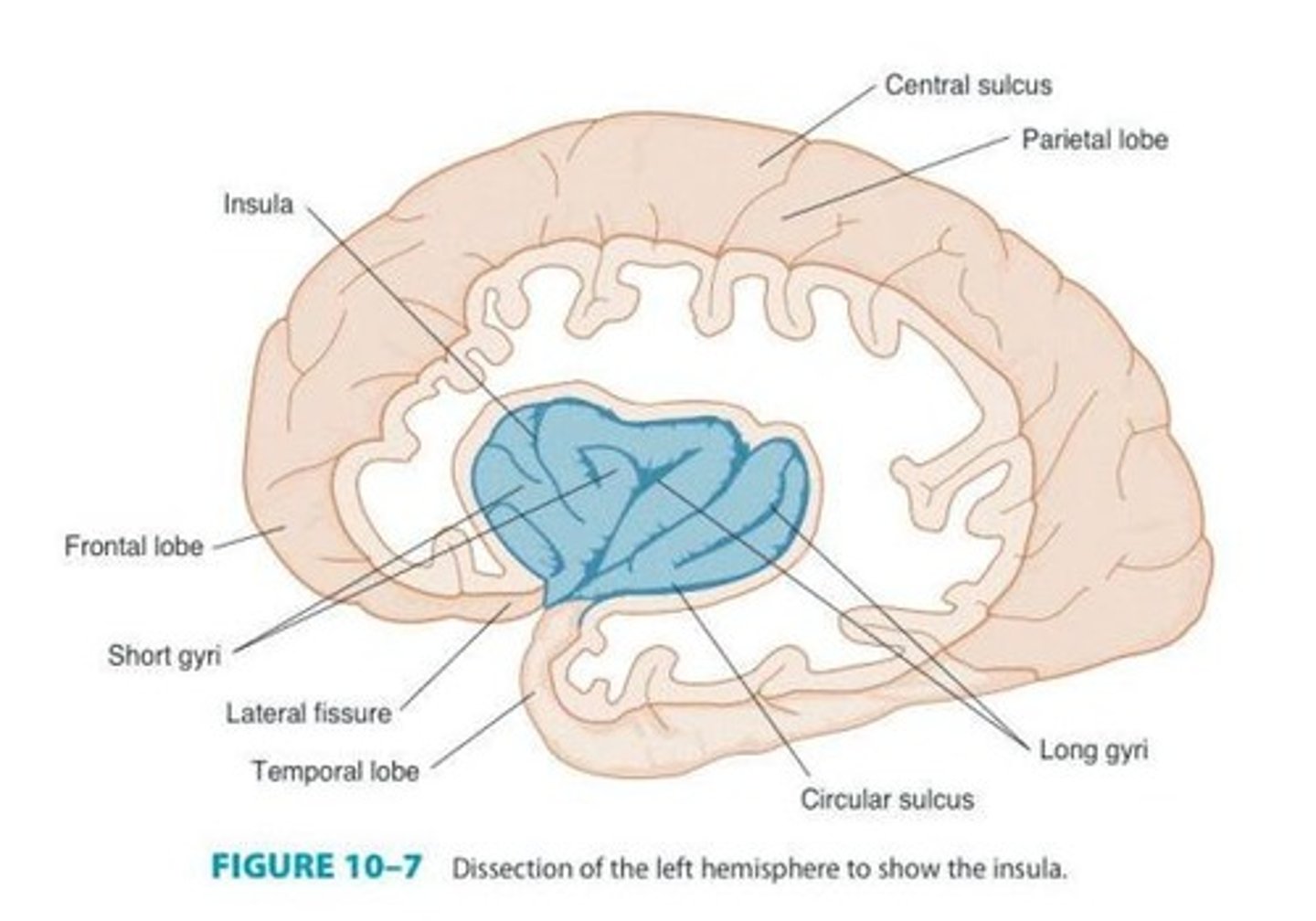 <p>Region containing the cerebrum and diencephalon.</p>
