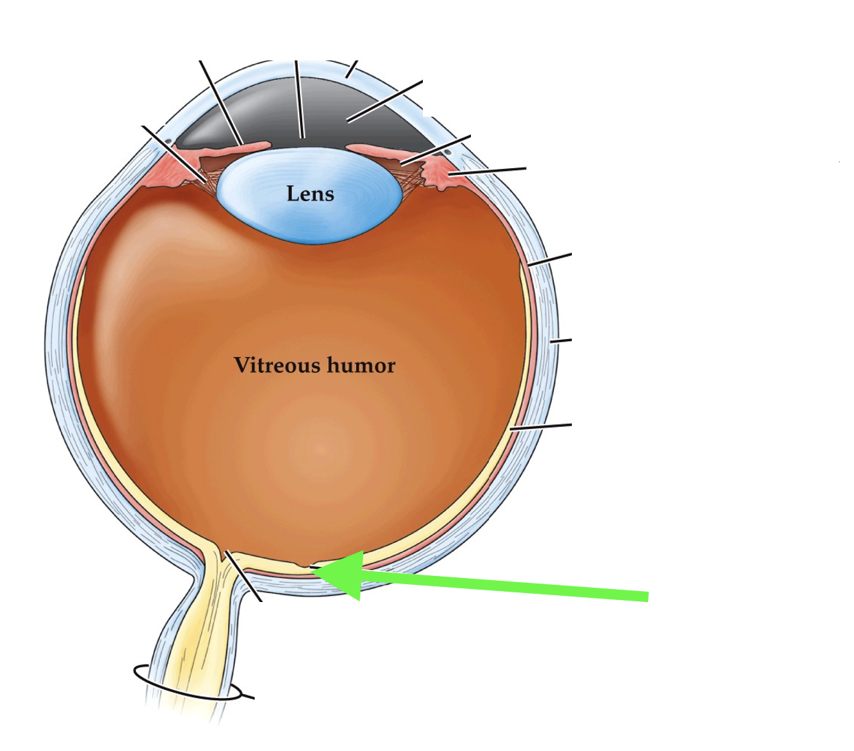 <p>what part of the eye is this?</p>