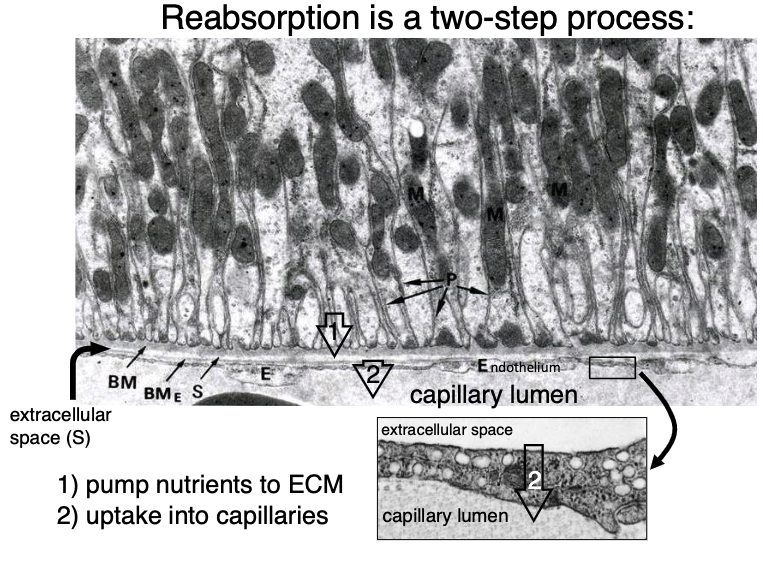<ol><li><p>pump nutrient to ECM</p></li><li><p>uptake into capillaries</p></li></ol><p></p>