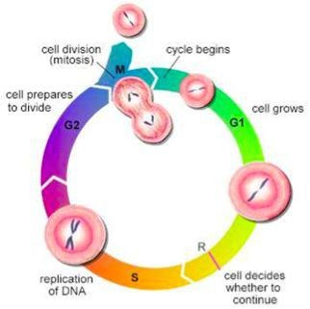 <p>Process producing gametes for sexual reproduction.</p>