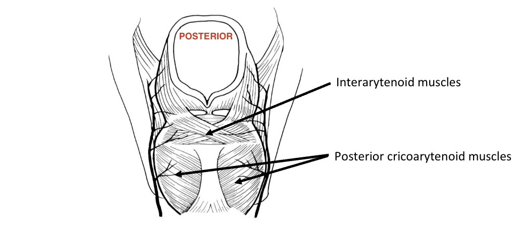 <p>what is the function of the interarytenoid muscles</p>