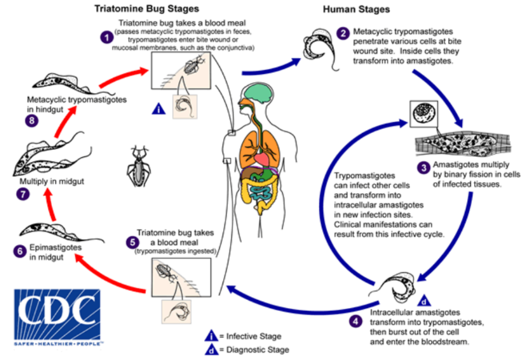 <ol><li><p>Vector Tsetse fly bites and injects<strong> metacyclic trypomastigotes</strong> (infective form) into human blood. These parasites enter the bloodstream + tissues</p></li><li><p>The metacyclic trypomastigotes transform into <strong>bloodstream trypomastigotes</strong> and they multiply in body fluids (blood lymph, cerebrospinal fluid) by <strong>binary fission</strong></p></li><li><p>The <strong>bloodstream trypomastigotes</strong> spread to different organs </p></li><li><p>When another tsetse fly bites an infected person, it ingests bloodstream trypomastigotes </p></li><li><p>Inside the fly, parasite undergoes several transformations</p></li></ol><ul><li><p><strong>Trypomastigotes → Procyclic Trypomastigotes</strong> in the <strong>midgut</strong> (multiply by binary fission).</p></li><li><p><strong>Procyclic Trypomastigotes</strong> migrate to the <strong>salivary glands</strong>, transforming into <strong>epimastigotes</strong>.</p></li><li><p>Epimastigotes <strong>multiply and fill the glands</strong>, eventually becoming <strong>metacyclic trypomastigotes</strong> (<strong>infective stage</strong>).</p></li></ul><ol start="6"><li><p>Now when infected tsetse fly bites new human, it injects metacyclic trypomastigotes, continuing the cycle </p></li></ol><p></p>