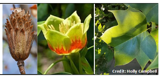 <p>Magnoliaceae</p><p>Liriodendron tulipifera</p>