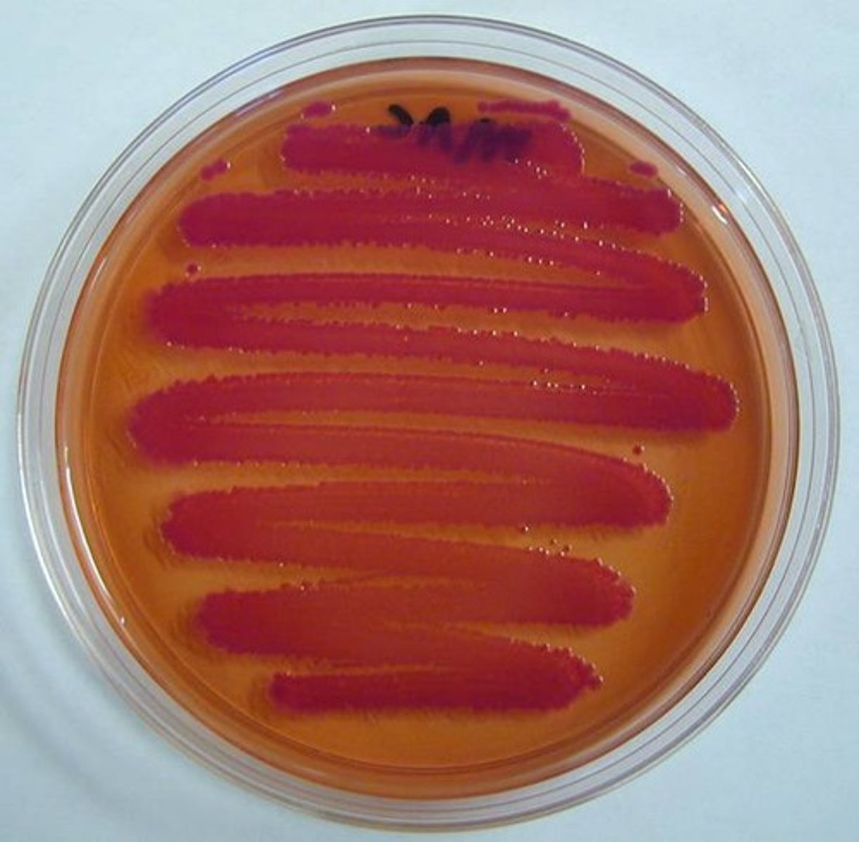 <p>They are E.coli and Enterobacter aerogenes. Grow on MAC, produce acid as a result of lactose fermentation. exhibit red coloration on their surface.</p><p>example-E.coli produce greater quantities of acid from lactose than other coliform species.</p><p>when this happens medium surrounding becomes hot pink.</p>
