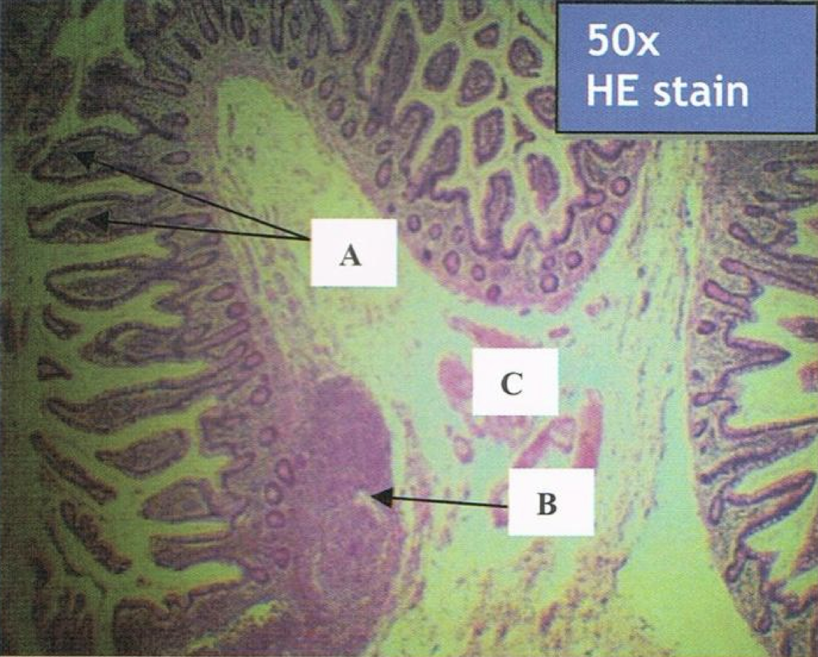 <p>Identify the structure</p>