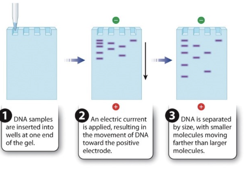 <ol><li><p>DNA samples are inserted in wells at one end of the gel</p></li><li><p>an electric current is applied —&gt; movement of DNA toward positive electrode</p></li><li><p>DNA is separated by size </p><ol><li><p>smaller molecules move further down than larger molecules</p></li></ol></li></ol><p></p>
