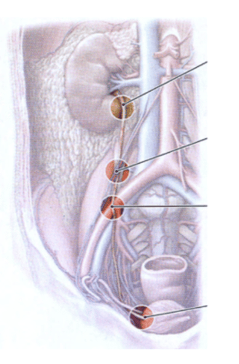 <p>1. Ureteropelvic junction (most important)</p><p>2. When the gonadal vessels cross anterior to the urethra</p><p>3. Pelvic inlet. When the ureters pass anterior to the iliac arteries</p><p>4. Entry into the bladder</p><p>Important as kidney stones can be lodged in these constrictions!</p>
