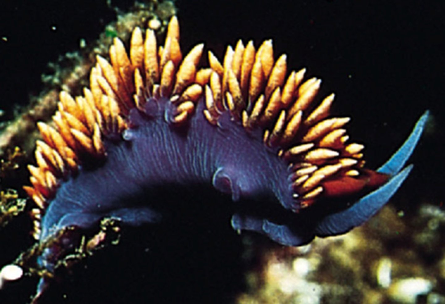 <p>______ are sea slugs that lack a shell and have exposed gills</p>