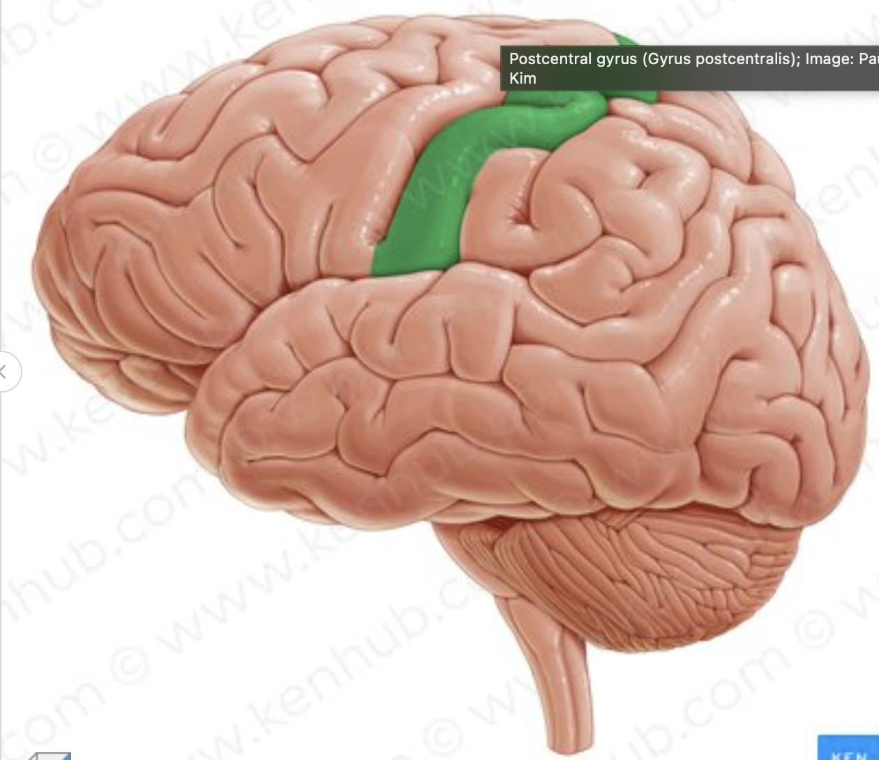 <p>Which gyrus is in green?</p>