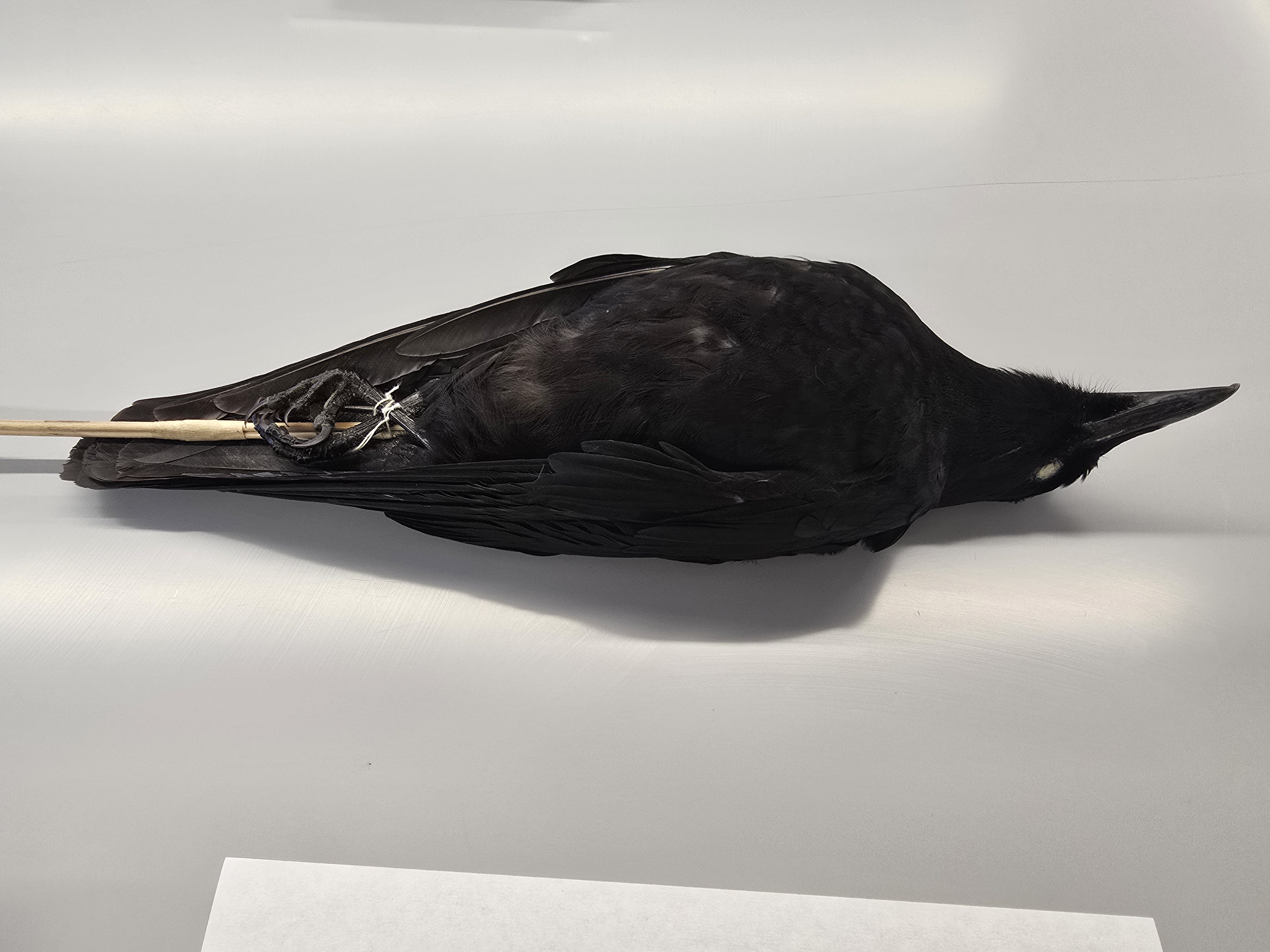 <p><span><span>Corvidae</span></span></p>