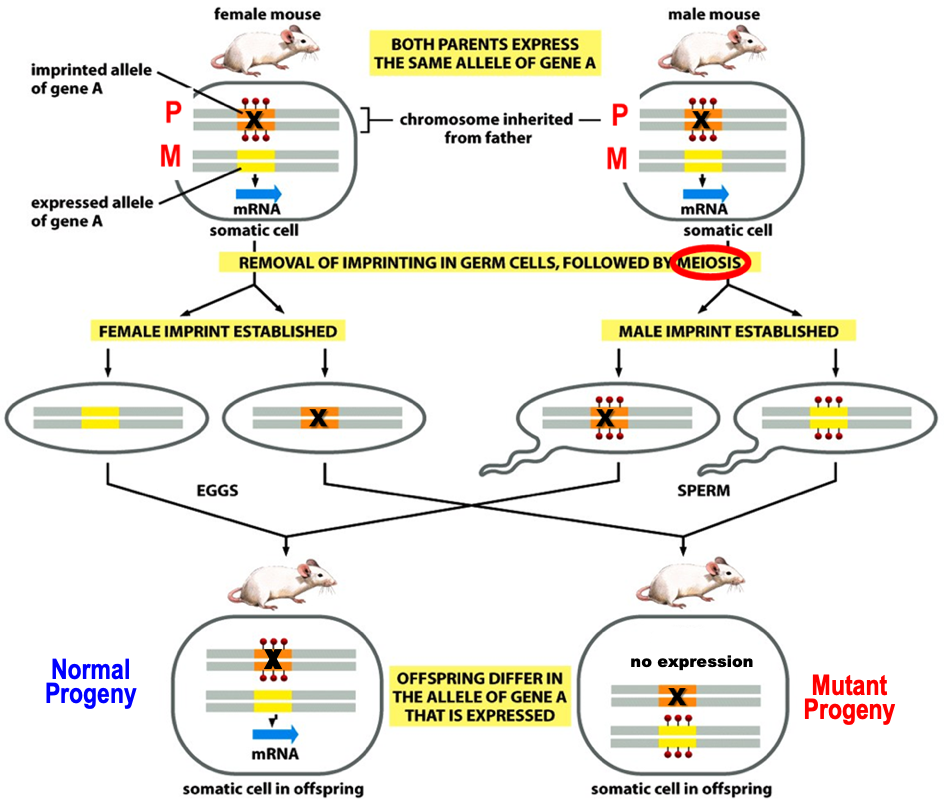 <p>Diploid genome will behave like a haploid.</p><p>Imprinting by methylation silences specific gene copy in a gender specific manner in germ cells. So, unprinted copy from the other parent is expressed.</p><p>The genome behaves like a haploid for imprinted genes as only one copy is expressed.</p><p>Mutation (X) in the expressed copy causes genetic diseases in a non-mendelian ratio.  </p>
