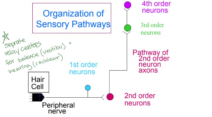 <p>describe the organization of sensory pathways for a hair cell </p>