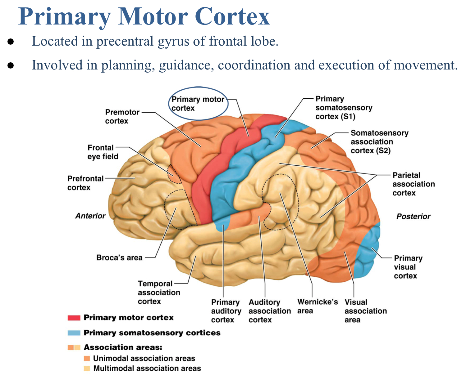 <p>Pre-central gyrus</p>