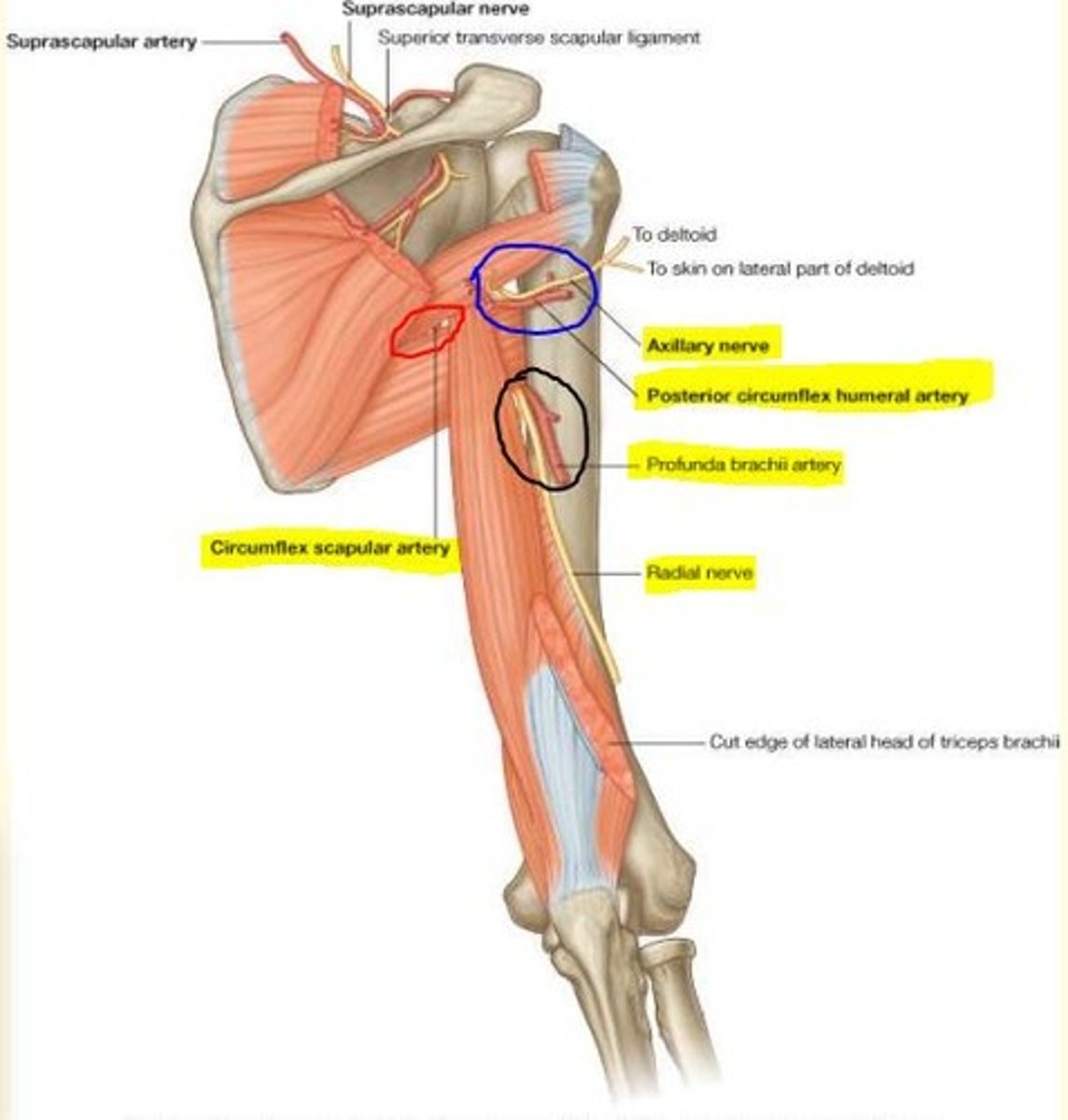 <p>Axillary nerve</p><p>Posterior circumflex arteries</p>