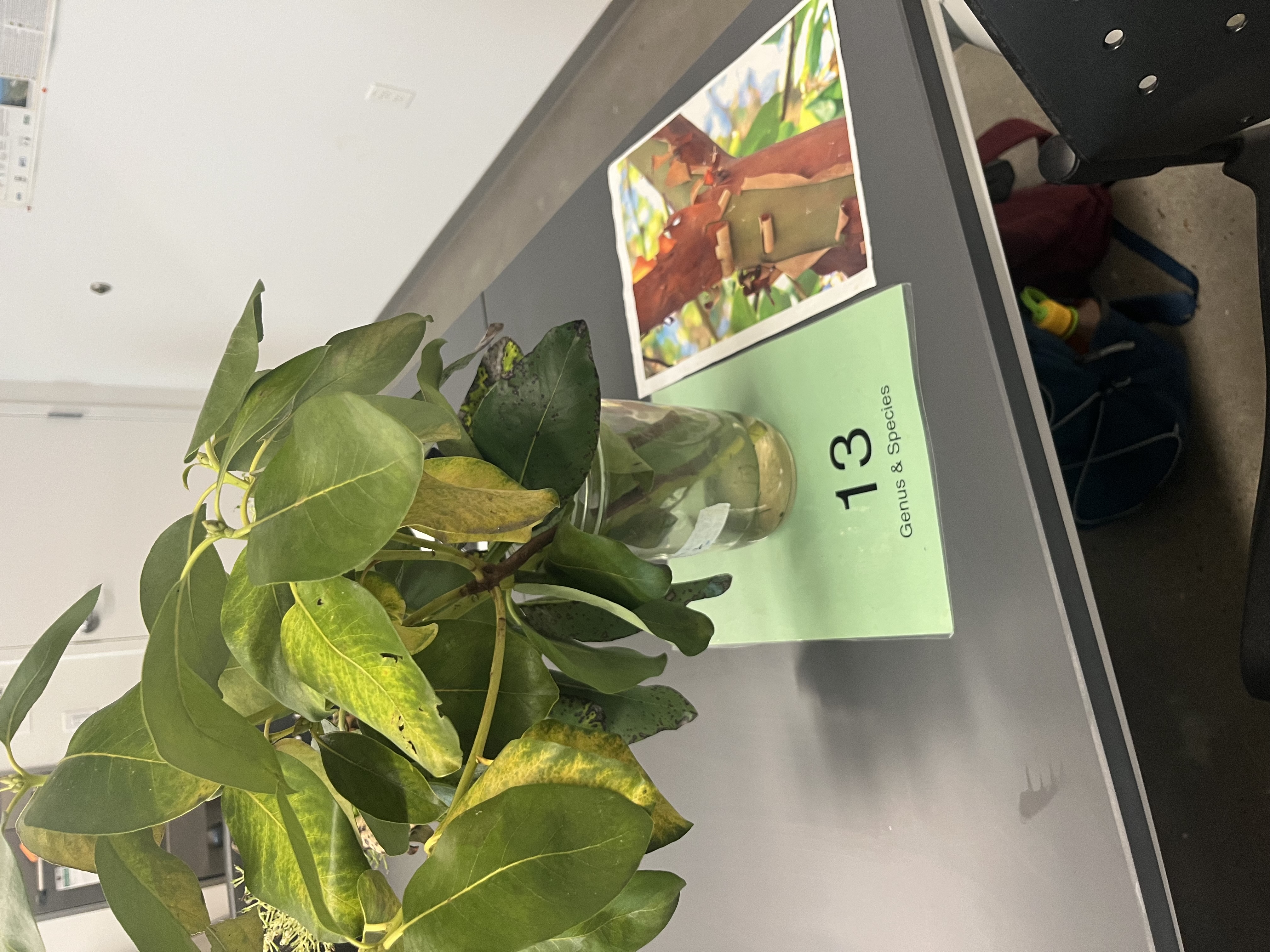 <p>evergreen leaves with red petioles. PEELING BARK. underside is somewhat discolored.</p>