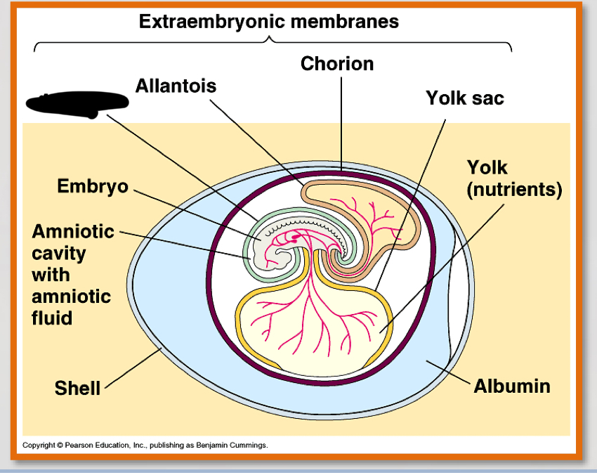 <p>what is the noted structure?</p>